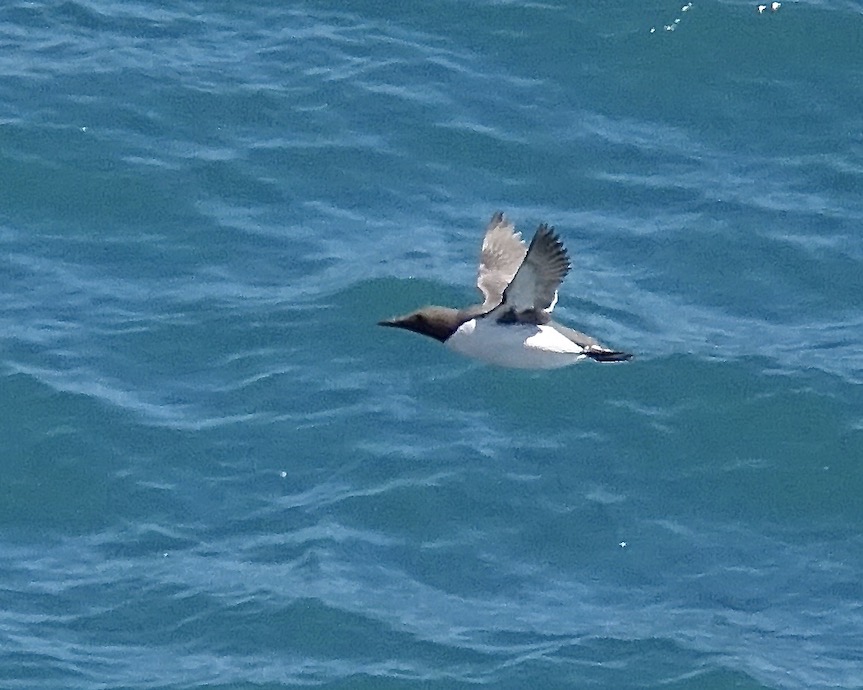 guillemot